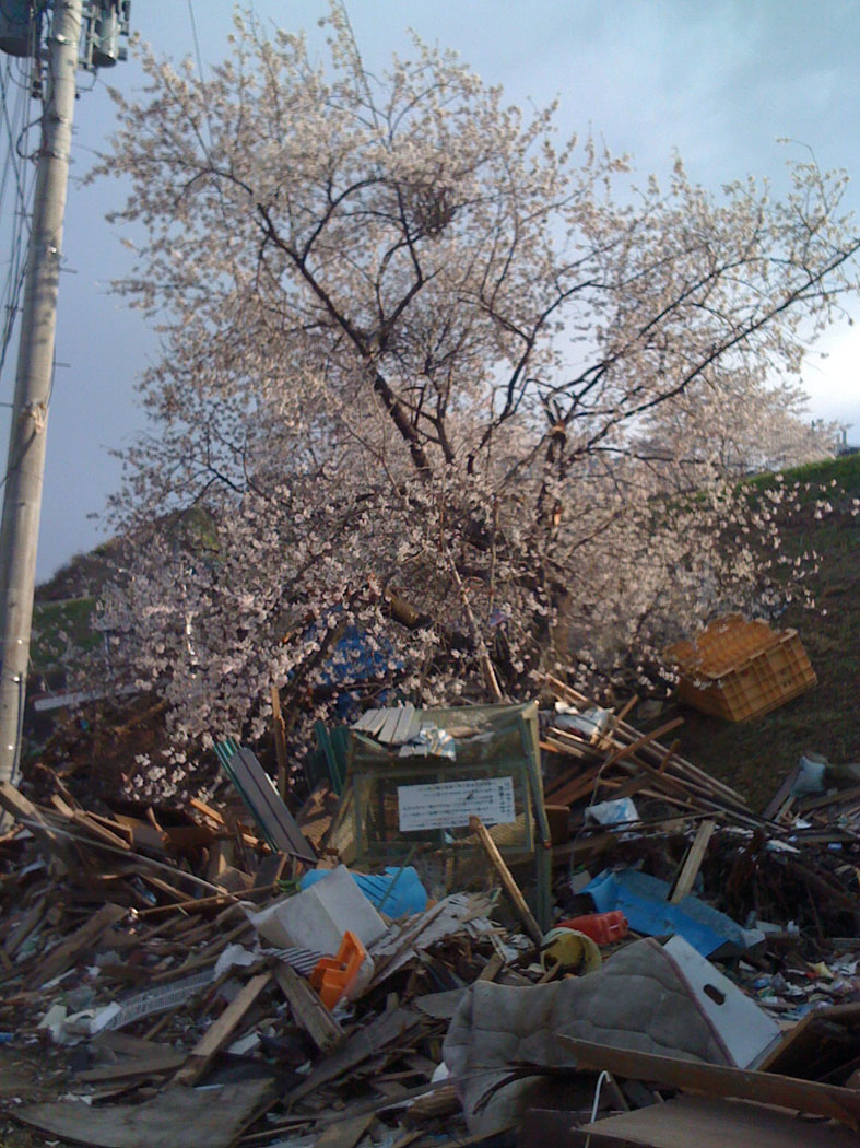 sakura_1.jpg